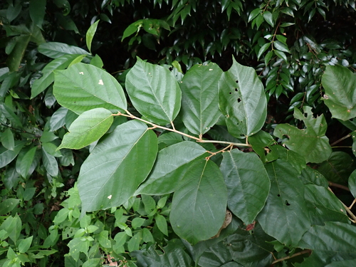 Pterospermum observed 2026-09-22