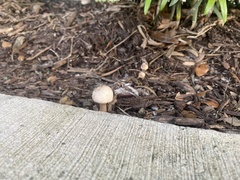 Basidiomycota