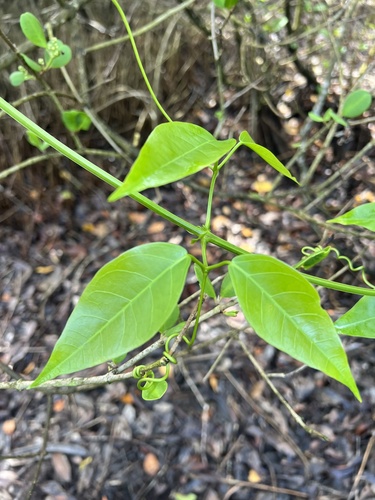 Bignonia aequinoctialis, 2026-10-01
