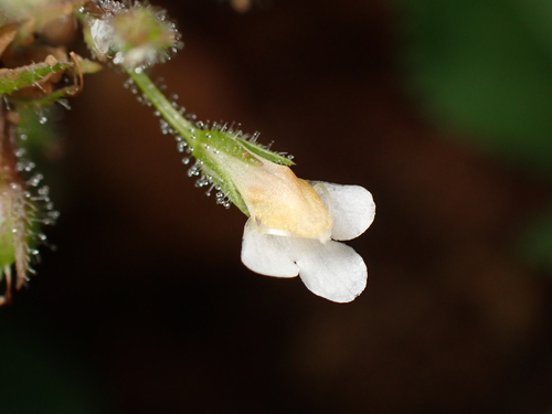 Yamazakia viscosa observed 2026-09-22
