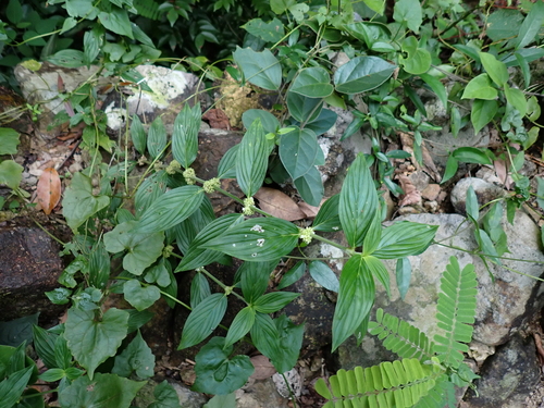 Exallage auricularia observed 2026-09-22