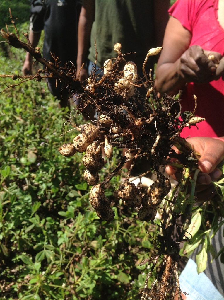 Arachis monticola