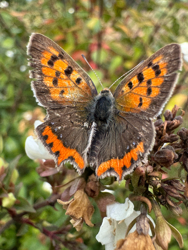 Small Copper