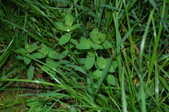 Hypericum perforatum