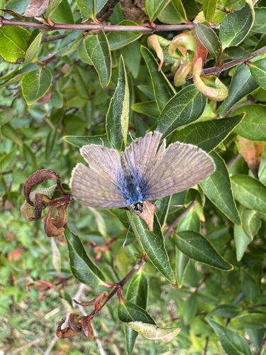 Lang's Short-tailed Blue