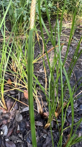 Eleocharis mutata observed 2026-10-01