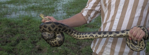 De Schauensee's Anaconda observed near Parc national du Cabo Orange, Oiapoque, AP, BR, (c) Théo Bourgoin, some rights reserved (CC BY-NC)