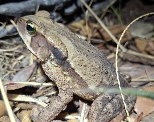 Striped Toad