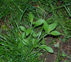 Silene latifolia alba