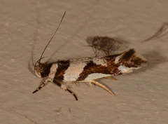 Macrobathra desmotoma