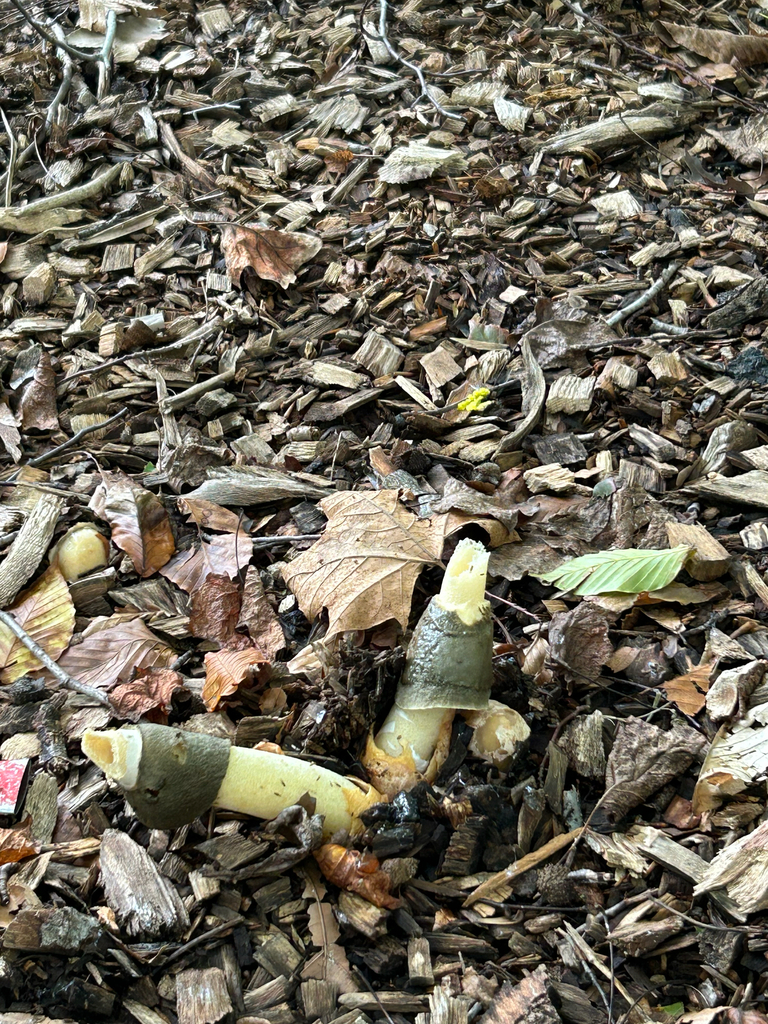 Ravenel's stinkhorn · September 2026 · photo: Photo: no rights reserved · iNaturalist