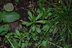 Leucanthemum vulgare