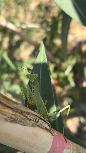 Giant African Mantis