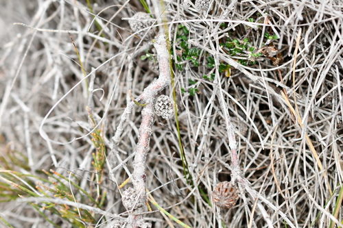 Allocasuarina paludosa observed 2026-10-01
