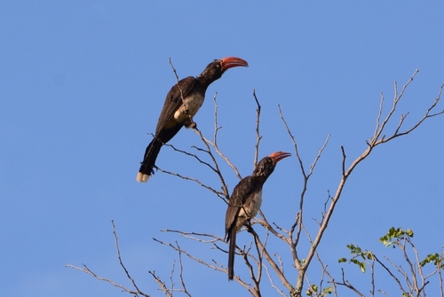 iNaturalist image