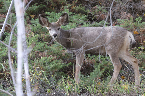 Mule Deer