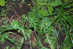 Ranunculus auricomus