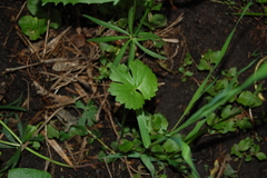 Ranunculus auricomus