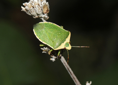 Nezara viridula
