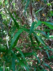 Arthrostylidium