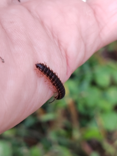 Greenhouse Millipede