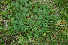 Potentilla argentea