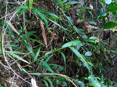Arthrostylidium