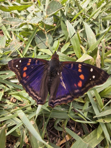 Agathina Emperor