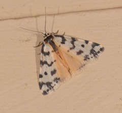 Thallarcha jocularis