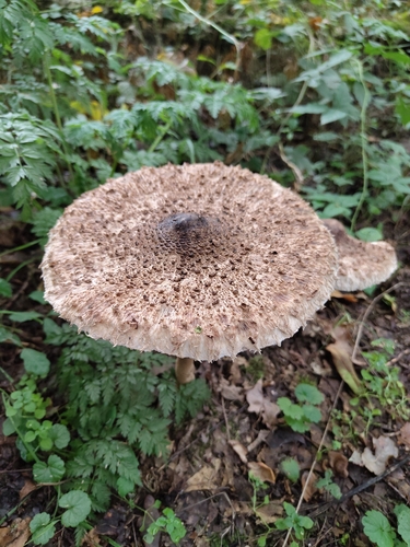 Parasol