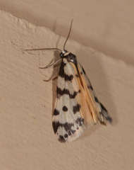 Thallarcha jocularis