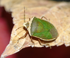Nezara viridula