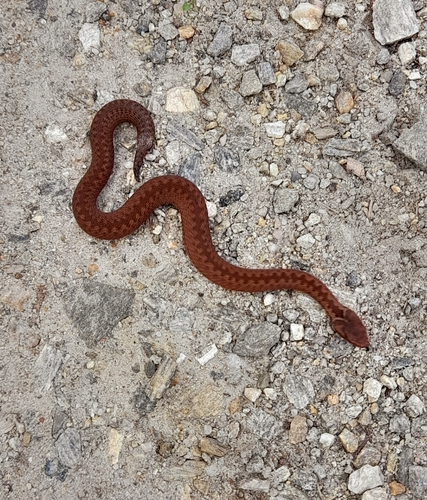 Adder