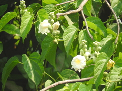 Amphilophium
