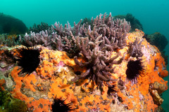 Capnella gaboensis