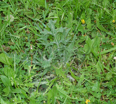 Cirsium vulgare
