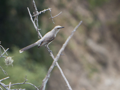 Mimus gilvus