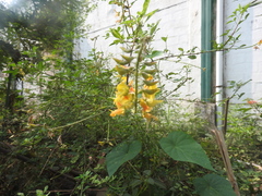 Crotalaria longirostrata