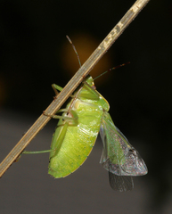 Nezara viridula