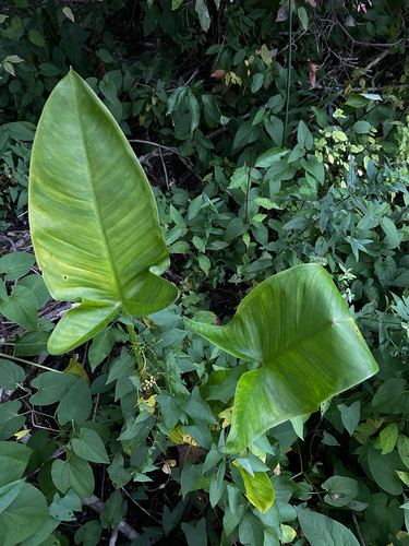 Green Arrow Arum