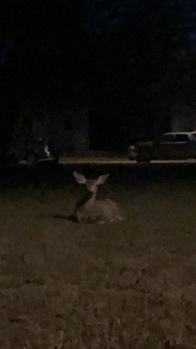 Rocky Mountain Mule Deer