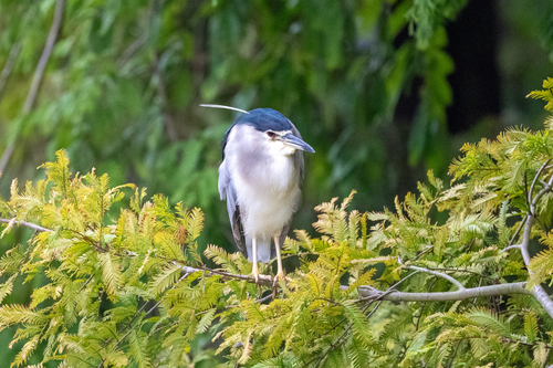 Black-crowned Night Heron