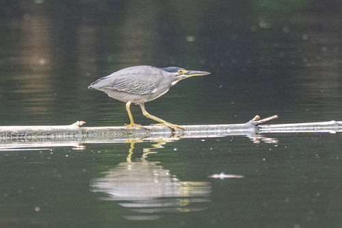 Little Heron