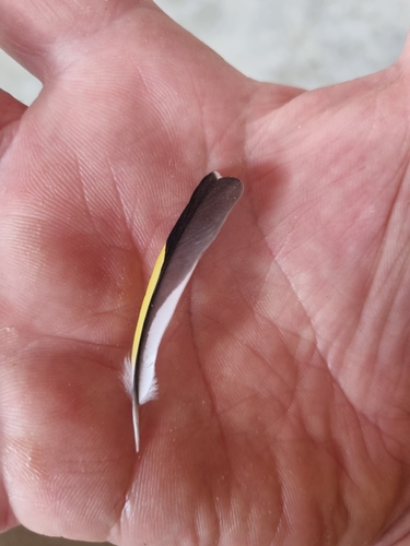 Plume de Chardonneret élégant