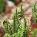 Temperate Firmosses - Photo (c) Derek Anderson, some rights reserved (CC BY-NC), uploaded by Derek Anderson
