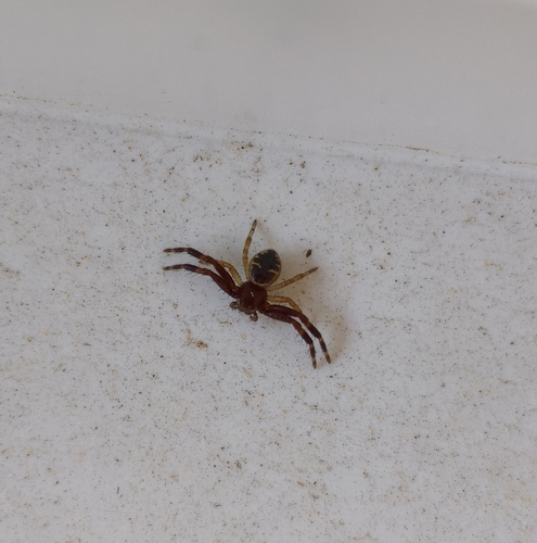 Napoleon Spider