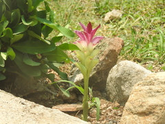 Curcuma