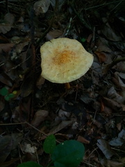Saproamanita manicata