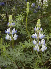 Lupinus arboreus eximius