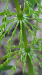 Equisetum sylvaticum image